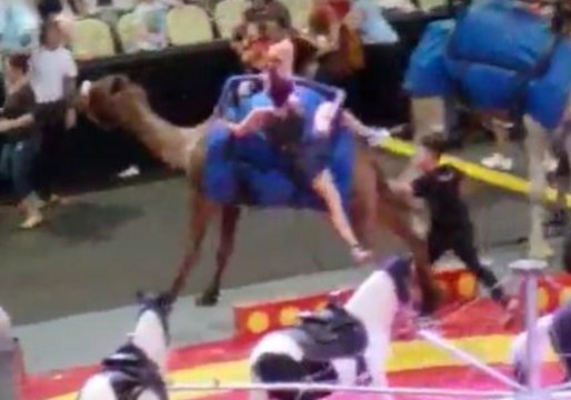 Seven Injured as Camel Runs Amok at Pittsburgh Circus