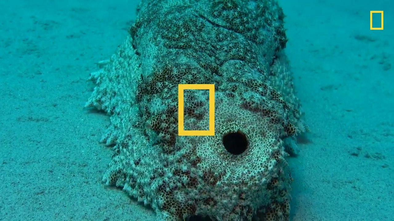 Les excréments des concombres de mer seraient bons pour l'écosystème