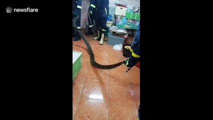 'Horror movie' moment 17ft long python is caught in living room roof after killing cat
