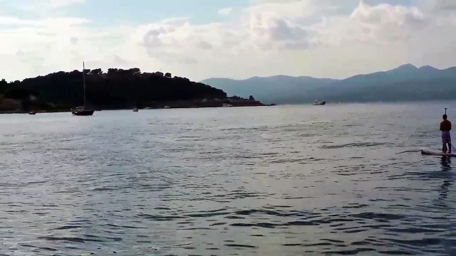 Deux dauphins s'amusent à Saint-Tropez