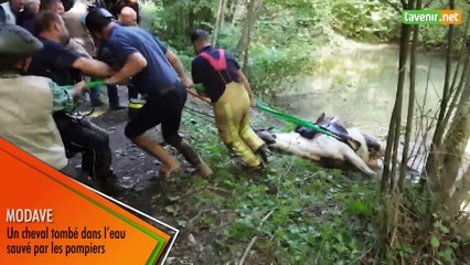 Modave - Un cheval tombé dans l’eau sauvé par les pompiers