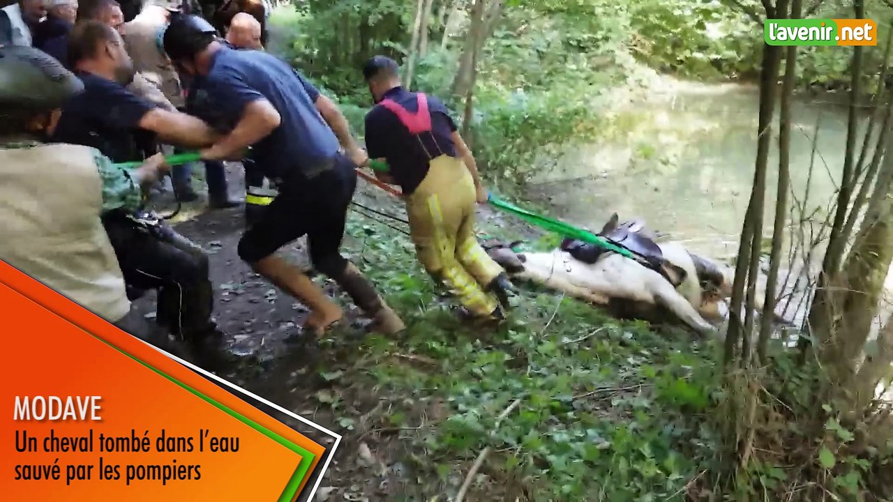Modave - Un cheval tombé dans l’eau sauvé par les pompiers