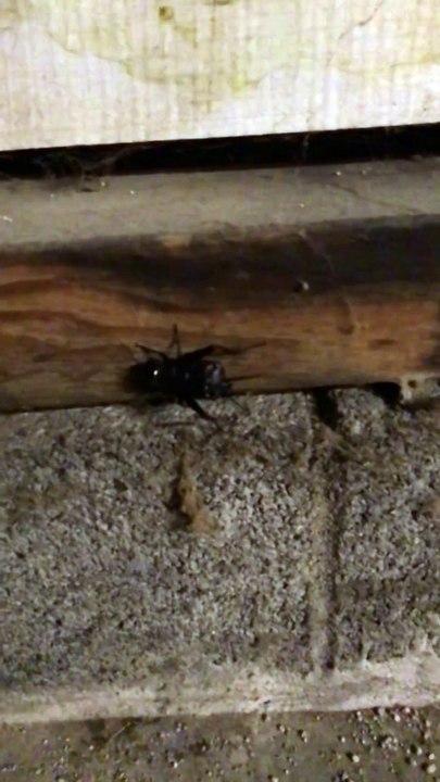 Field Cricket Chirping in Slow Motion