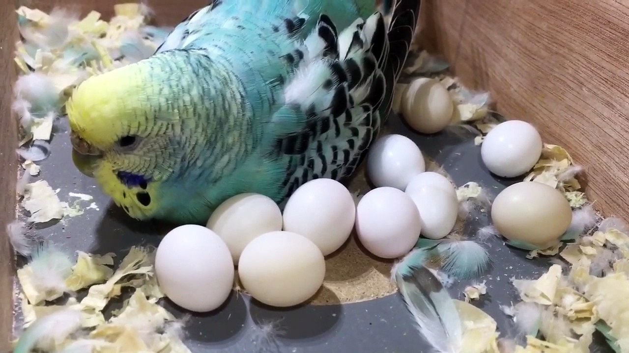 Budgie Has Too Many Eggs video Dailymotion
