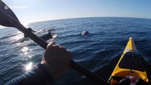 British kayaker finds himself surrounded by dolphins in Cornwall