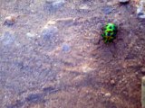 Green Beetle on the way.  Glowing Beetle. Nature Beauti
