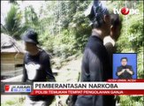 Polisi Sergap Tempat Pengolahan Ganja di Aceh Utara