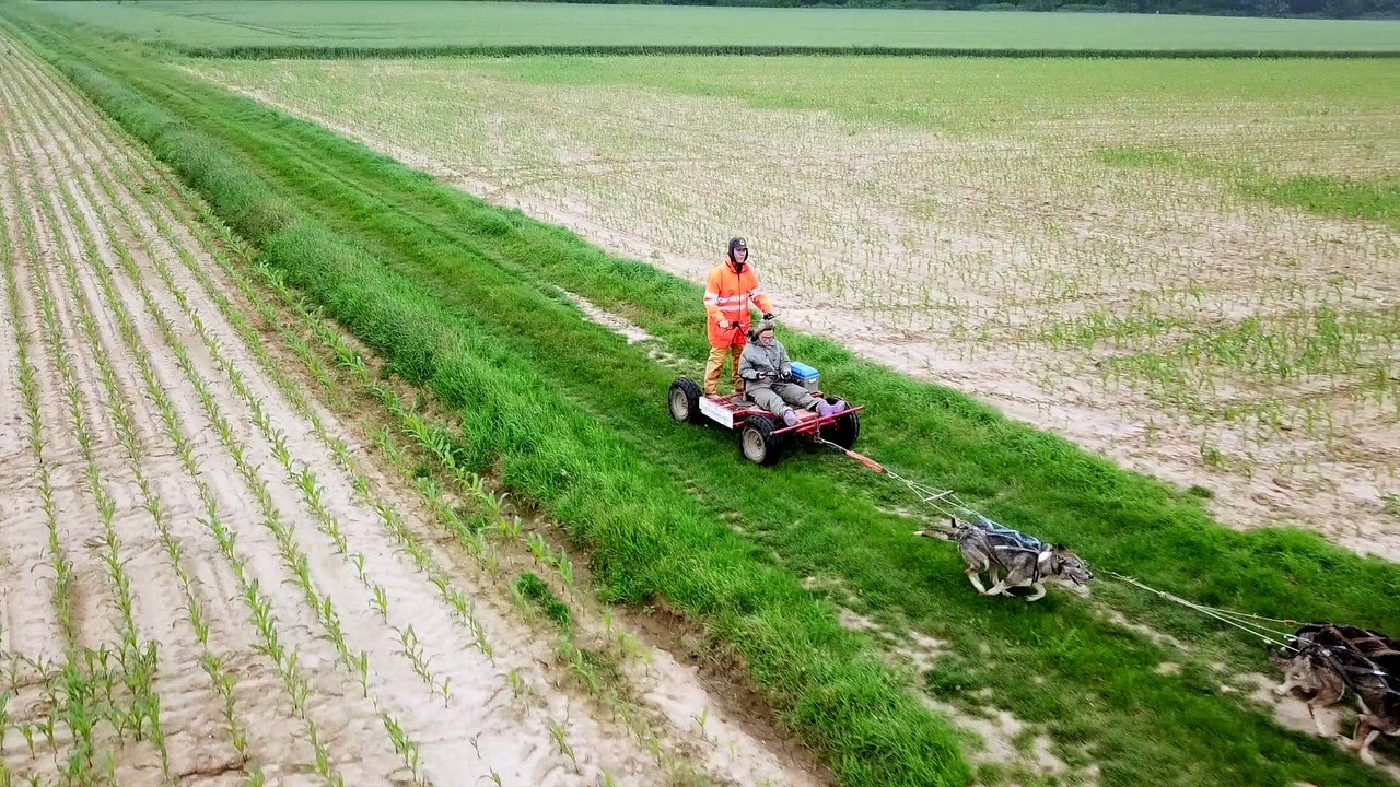 Chien de traineau Training en drone