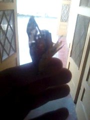 Butterfly Rescued to the tree from my room. Broken wing Butterfly.