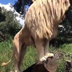 un lion bien coiffé son cheveux est plus beau que son format