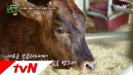 태웅이의 맘을 설레게 한 칡소(aka. 풀뜯소)를 소개합니다 ☆