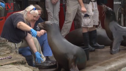 A Sea Lion Undergoes Risky Radiation Therapy To Treat Cancer