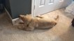 Golden Retriever Puppy Pounces on Door Stopper