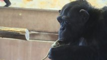 Chimpancés traumatizados en peligro de perder su santuario
