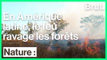 Les forêts laiton-américaines brûlent