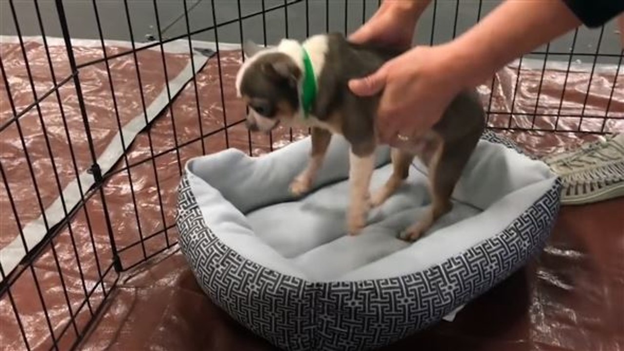 Rührende Geschichte: Kleiner Hund bekommt zum ersten Mal ein Bett