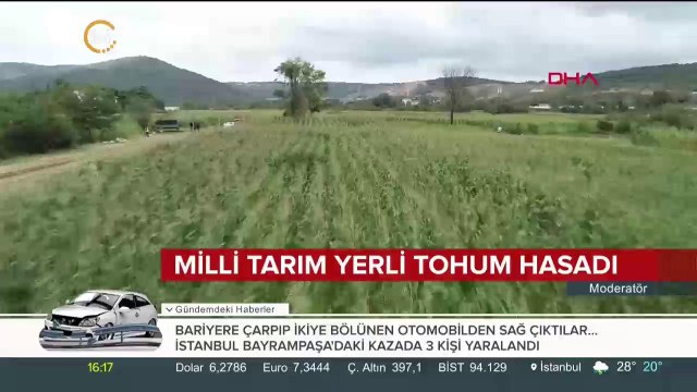 Milli tarım yerli tohum hasadı