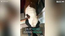 Trouwe hond draagt brooddoos baasje