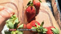 Australie : des fraises ont été retrouvées avec des aiguilles à l'intérieur