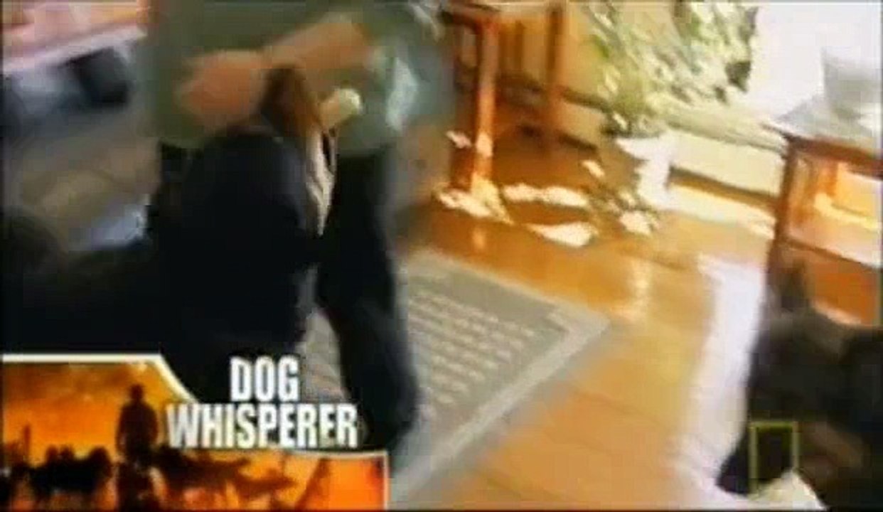 Dog Whisperer S04E06