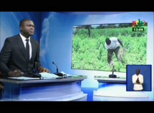 RTB/Campagne agricole - Les producteurs des cascades satisfaits malgré les attaques des chenilles légionnaires