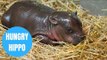 Newborn hippopotamus calf shares her first solid meal of chopped veg with her mum