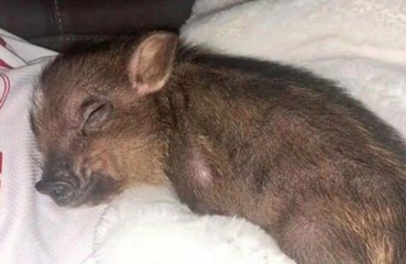 Ariana Grande ha adottato un maiale come animale domestico