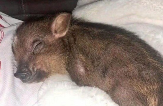 Ariana Grande ha adottato un maiale come animale domestico