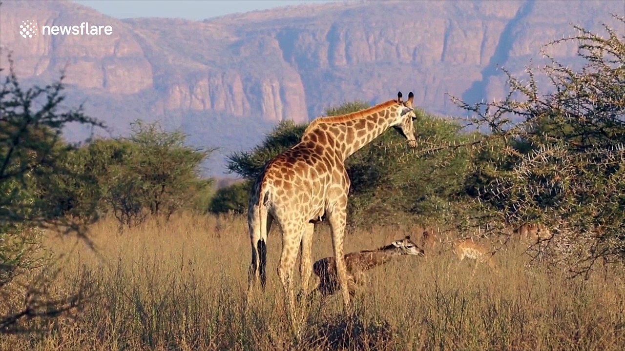 Baby giraffe take first steps thanks to mum at South African national park