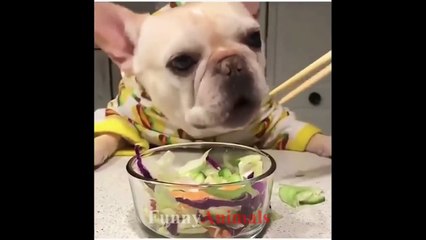 Try Not To Laugh Challenge - Funny Dog Compilation 2018 | by Funny Animals