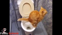 Cat training: Amazing! Cats using toilet compilation 2017