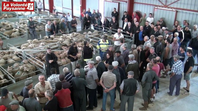 Ovins Réquista : première vente à la criée réussie