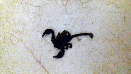 video animali scorpione nero