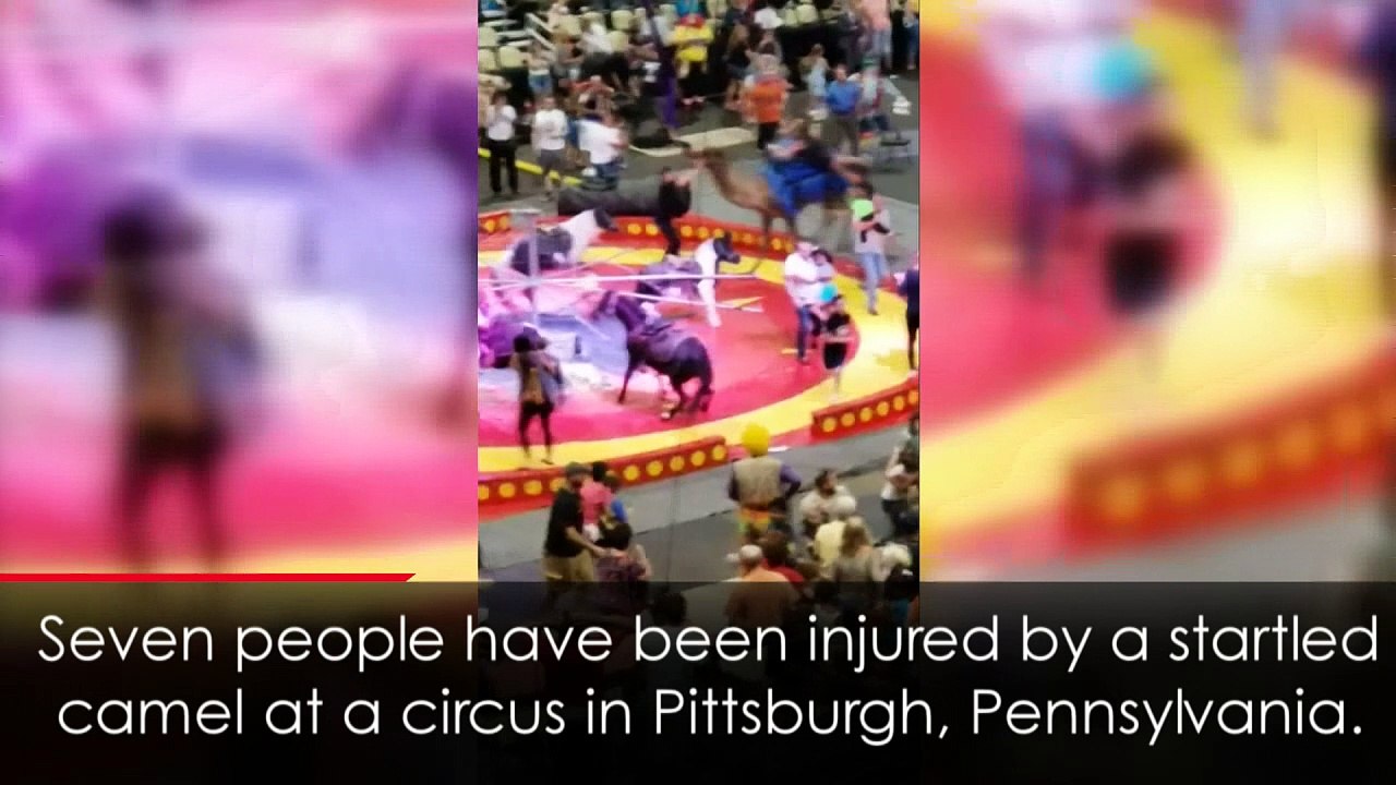 Rampaging camel breaks child’s arm