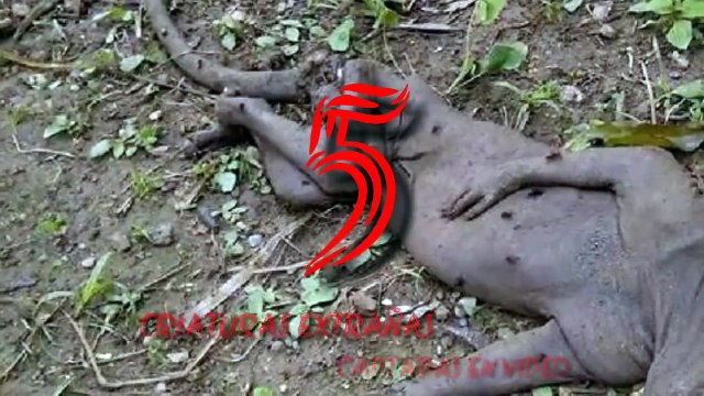 5 CRIATURAS EXTRAÑAS (CAPTADAS EN VIDEO) 5 strange creatures captured on video
