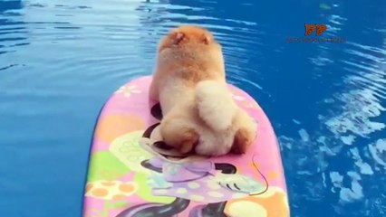 A Cute Dogs joking around the widgets - PETS PRODUCTIONS - Laugh 1