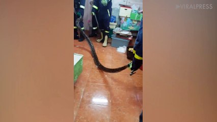 Python Caught In Living Room Ceiling