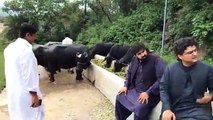 What will Imran Khan do with 8 Buffaloes which are at Prime Minister house