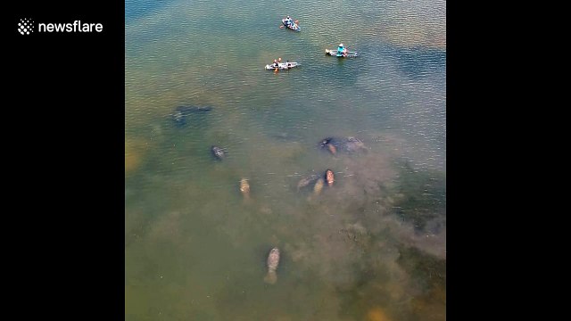 Peaceful manatees encircle canoeists