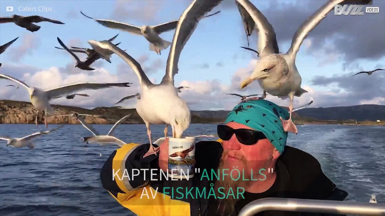 Man delar glatt sitt te med massor av fiskmåsar