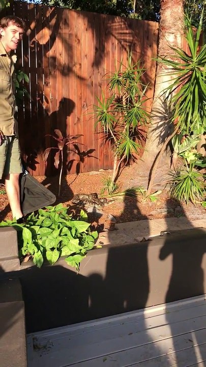 Carpet Python Gives Homeowner a Scare - video Dailymotion