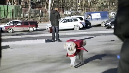 Собачья доставка пиццы