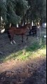 Un cheval passe à travers une clôture