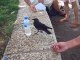 Un oiseau très intelligent demande à boire à des touristes