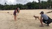 Un chiot adorable poursuit un perroquet sur la plage