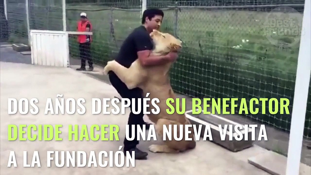 Un hombre se reencuentra años después con la leona que salvó