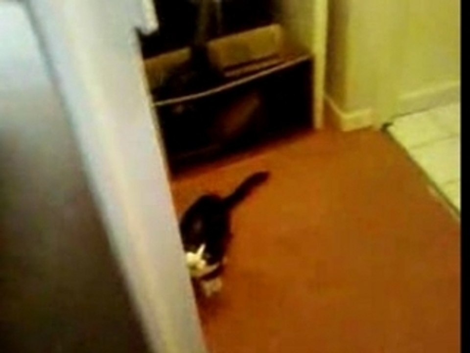 chat : Capone le voyou