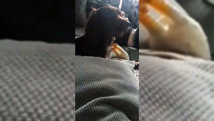 Un chien maltraite son maitre
