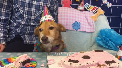 This Dog Was Surprised With The Best Bucket List