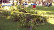 3 Children Injured by Falling Tree Branch During Birthday Party in California